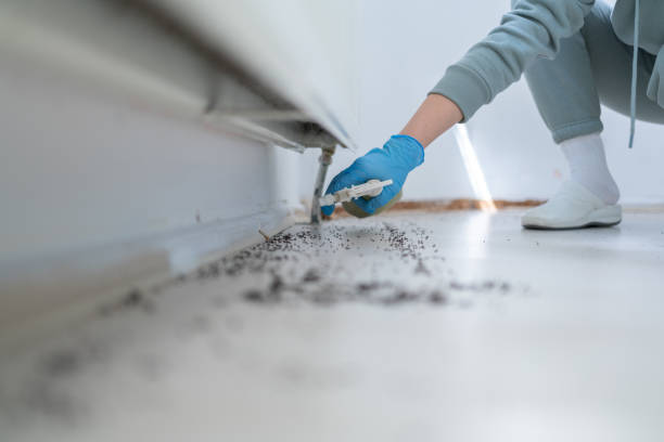 Best Insect Control  in Bonsall, CA